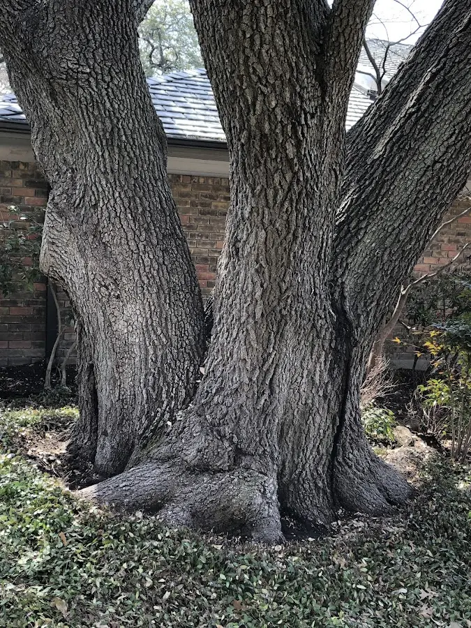 Mature heritage tree close to a Fremont property cared for by certified arborists
